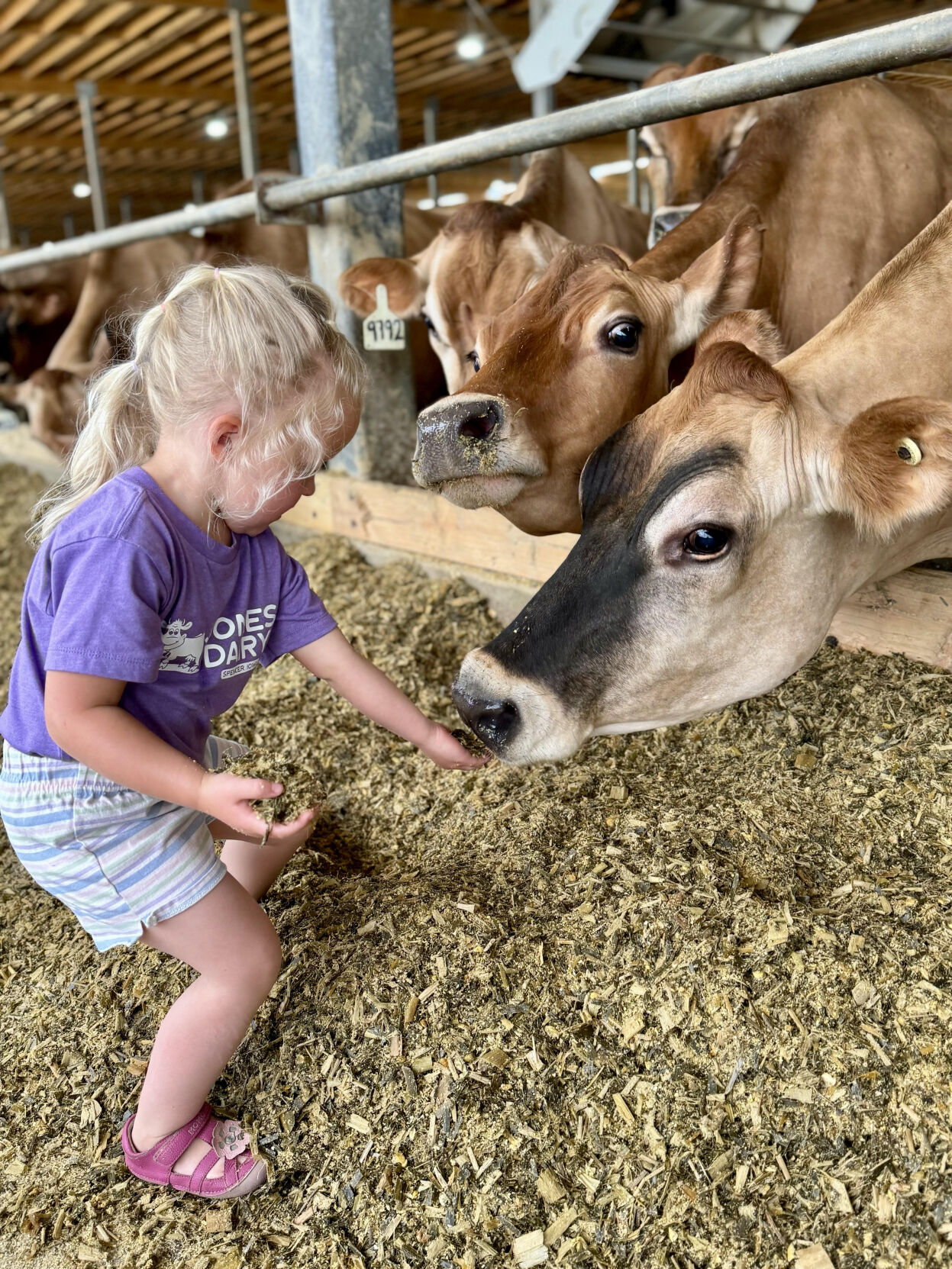 Kensi feeding cows.jpg