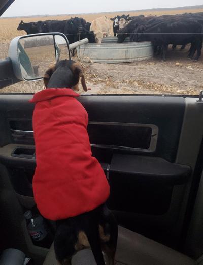 Dog checking cattle