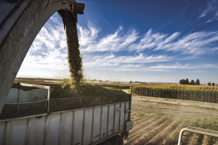 Nitrate Toxicity 3.jpg