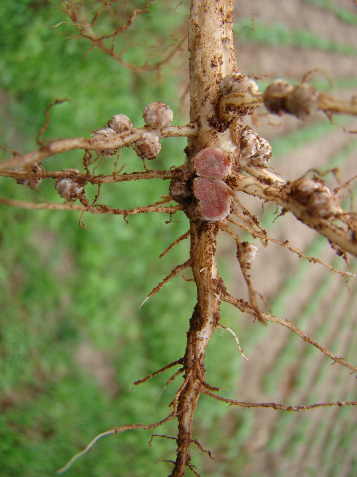 Seed Treatment 1.jpg