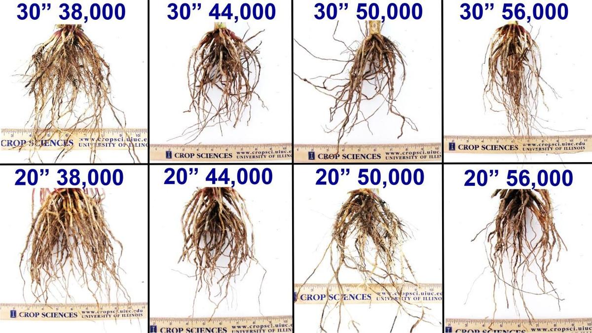 Bigger corn roots
