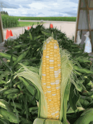 pikd-not-cookd-corn-ear-pic.gif