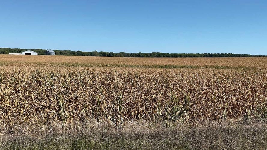 heat and drought stress corn field