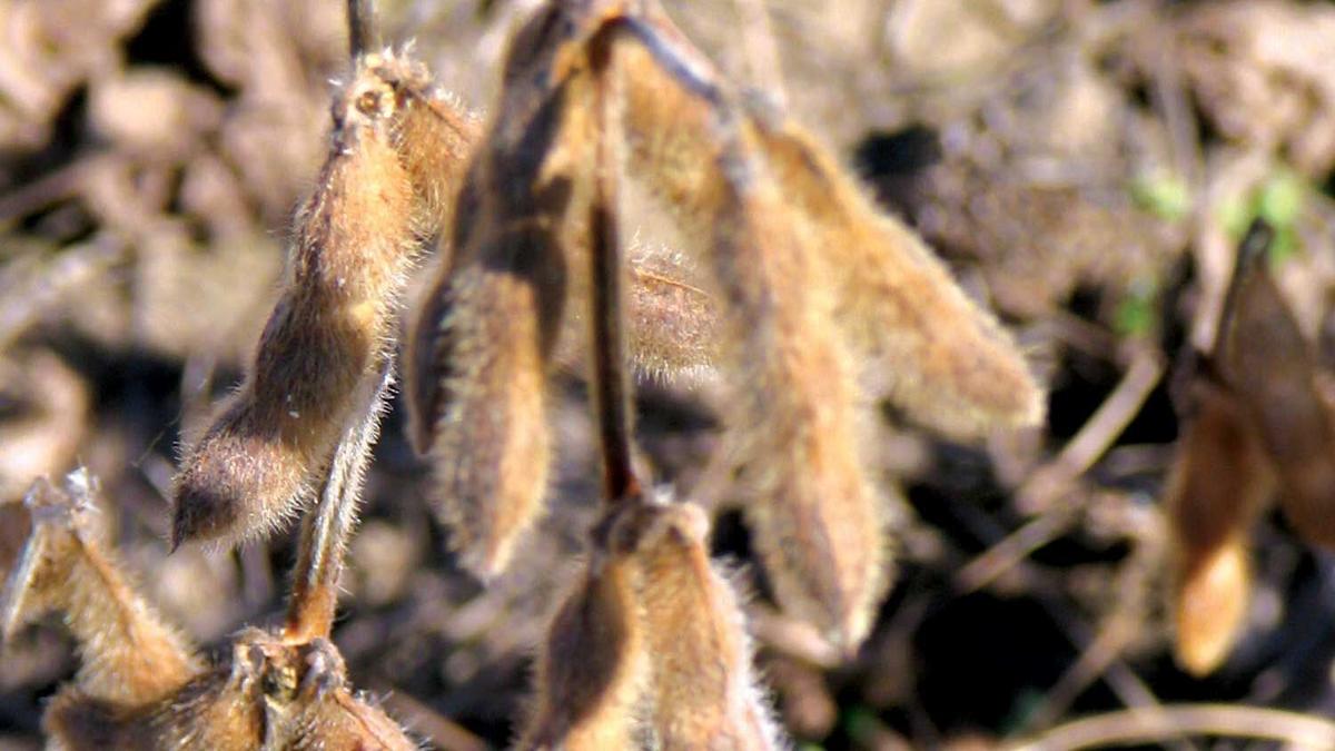 mature soybean pods