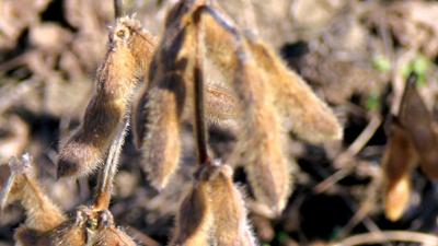 mature soybean pods
