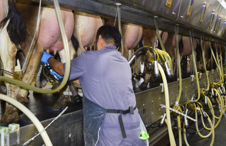 Milking cows