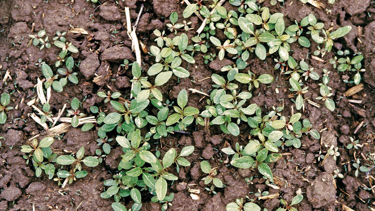Water hemp