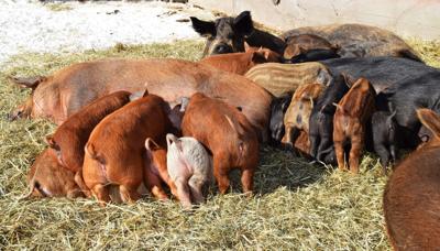 Sows with litters