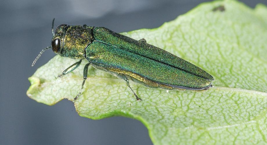 Emerald ash borer