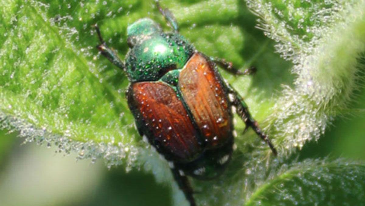 Japanese beetle