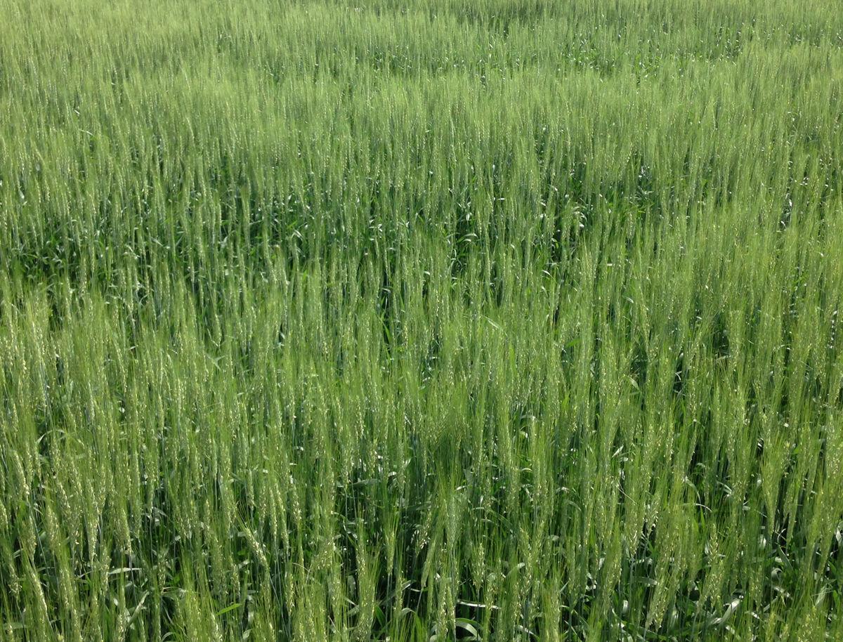 Who Is Buying Us Wheat Export Markets Agriculture And Farming
