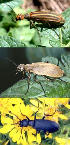 Blister Beetls 2.jpg