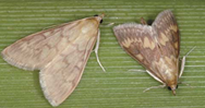 Moth