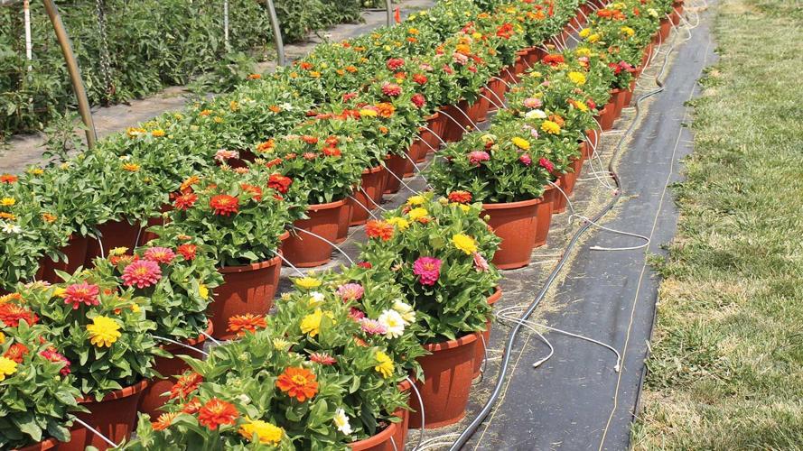 Zinnias grow at Triple M Farm