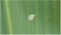 Egg mass