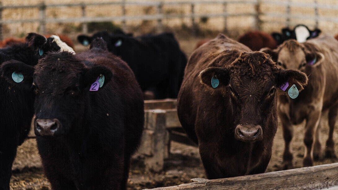 Cattle