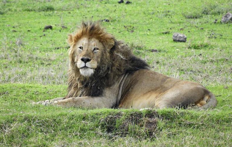 Lion