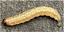Larva
