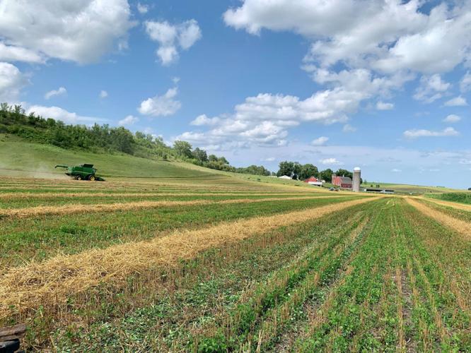 Oats Ramthun Field.jpg