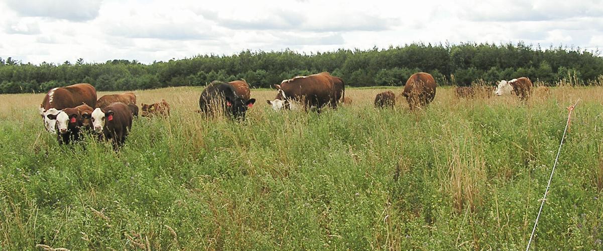 Cattle on pasture