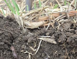 Farmers focus on flexibility, alternative methods when planting in uncertain economy