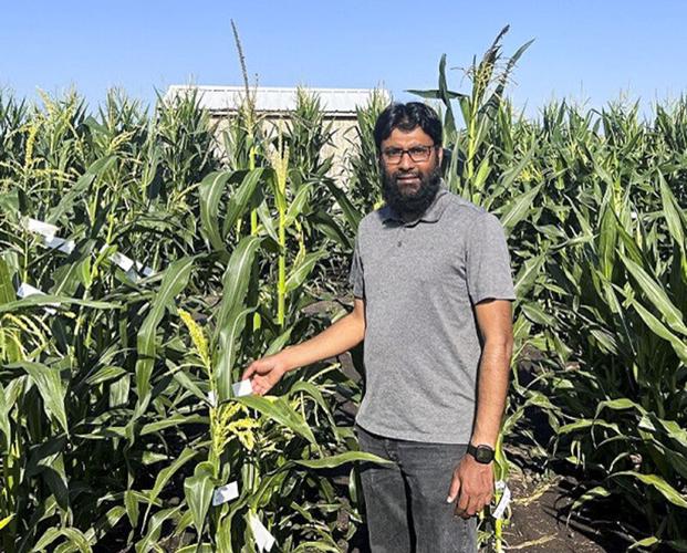 Siddique Aboobucker in corn test plot