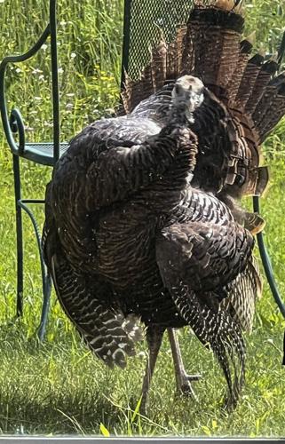 Turkey