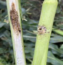Corn stalk damage