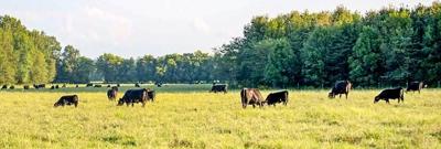 Cattle in field