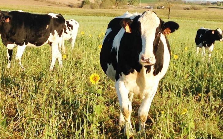 Holstein cows graze in field