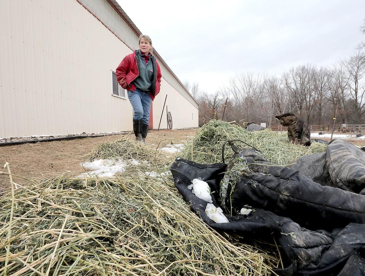 Blister Beetls 3.jpg