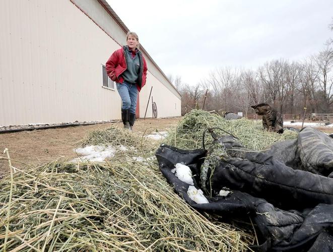 Blister Beetls 3.jpg