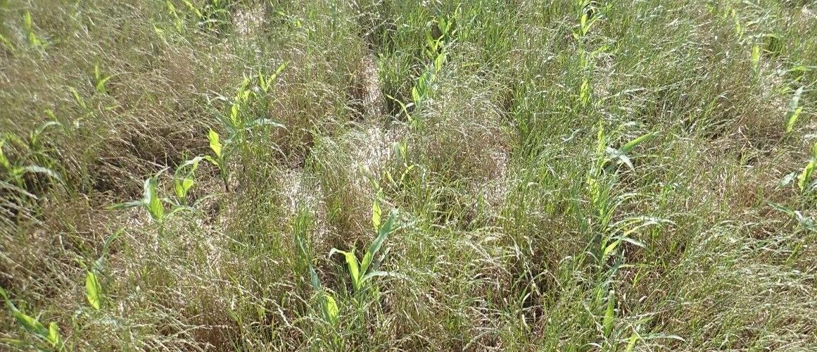 Italian ryegrass in field