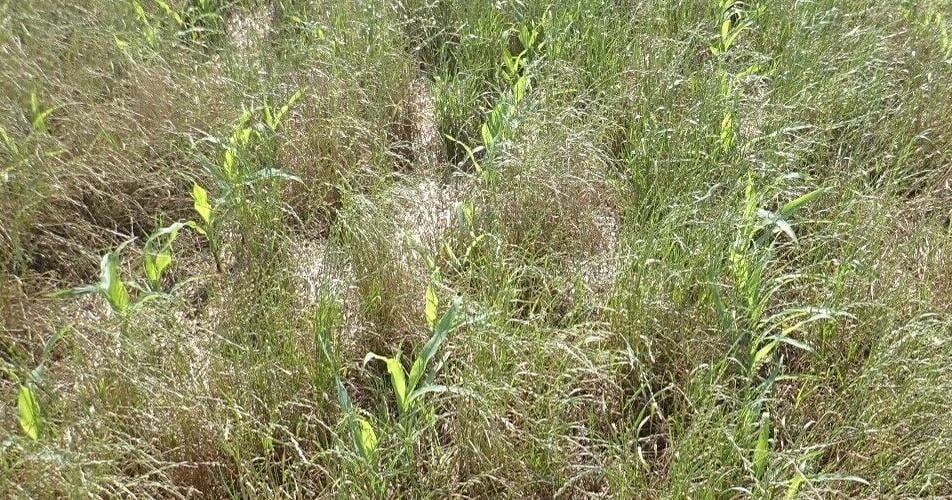 Stack cover crops with residual herbicides