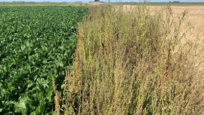Weeds-at-Harvest-