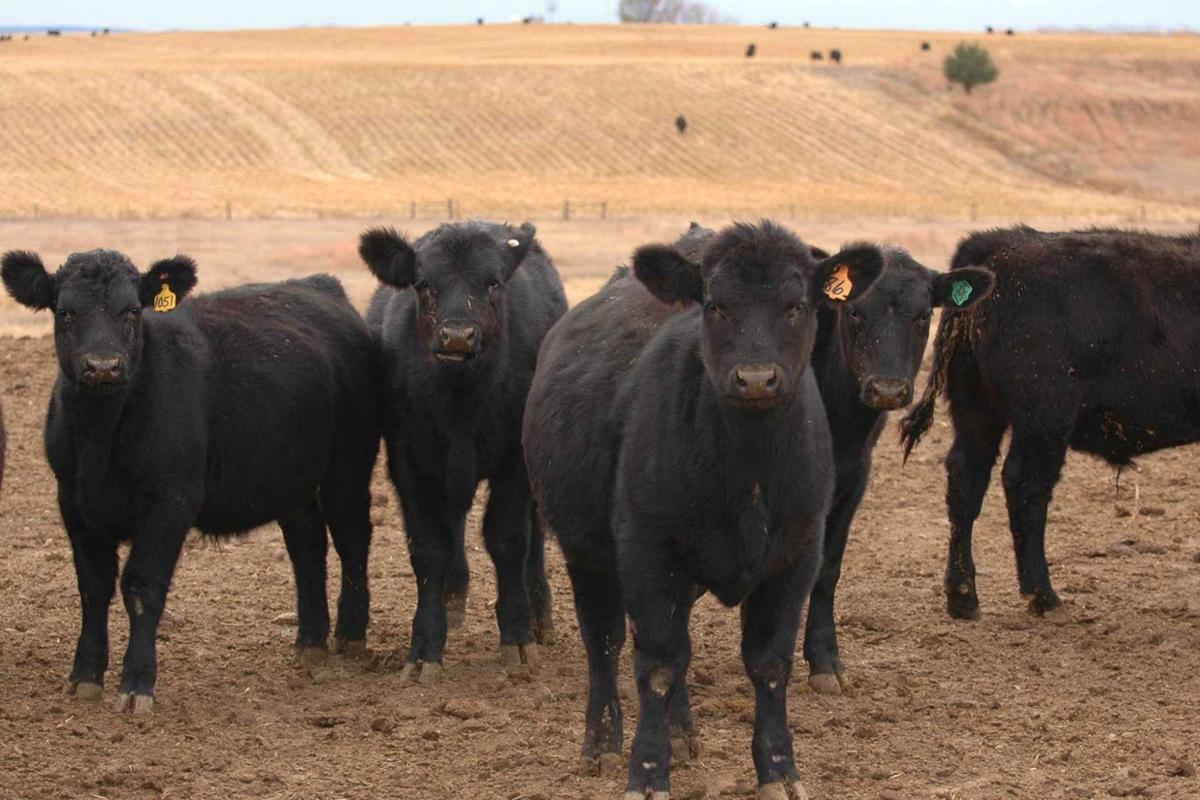Beef calves