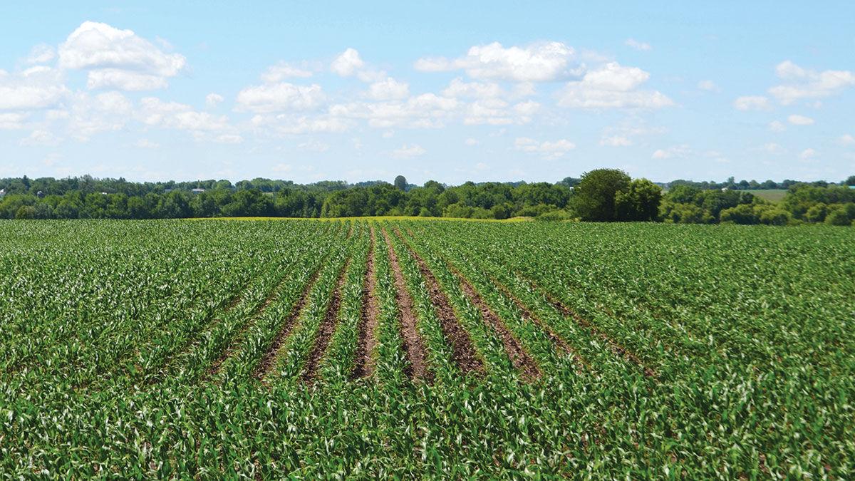 Corn field early June