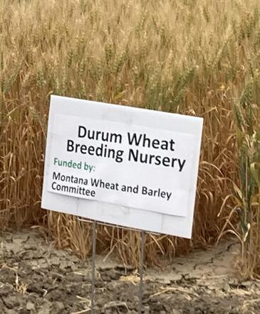 Durum breeding