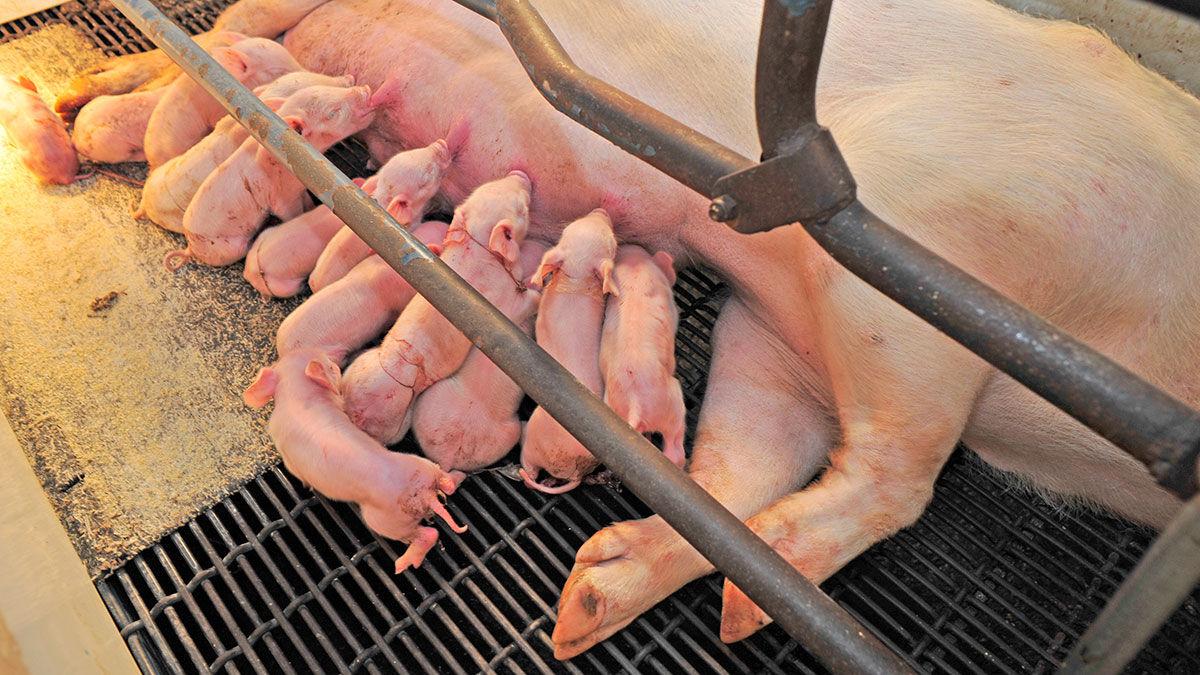 Sow with litter of piglets