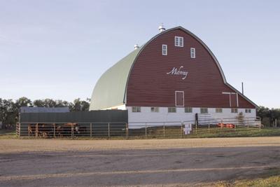 Midway Polled Herefords