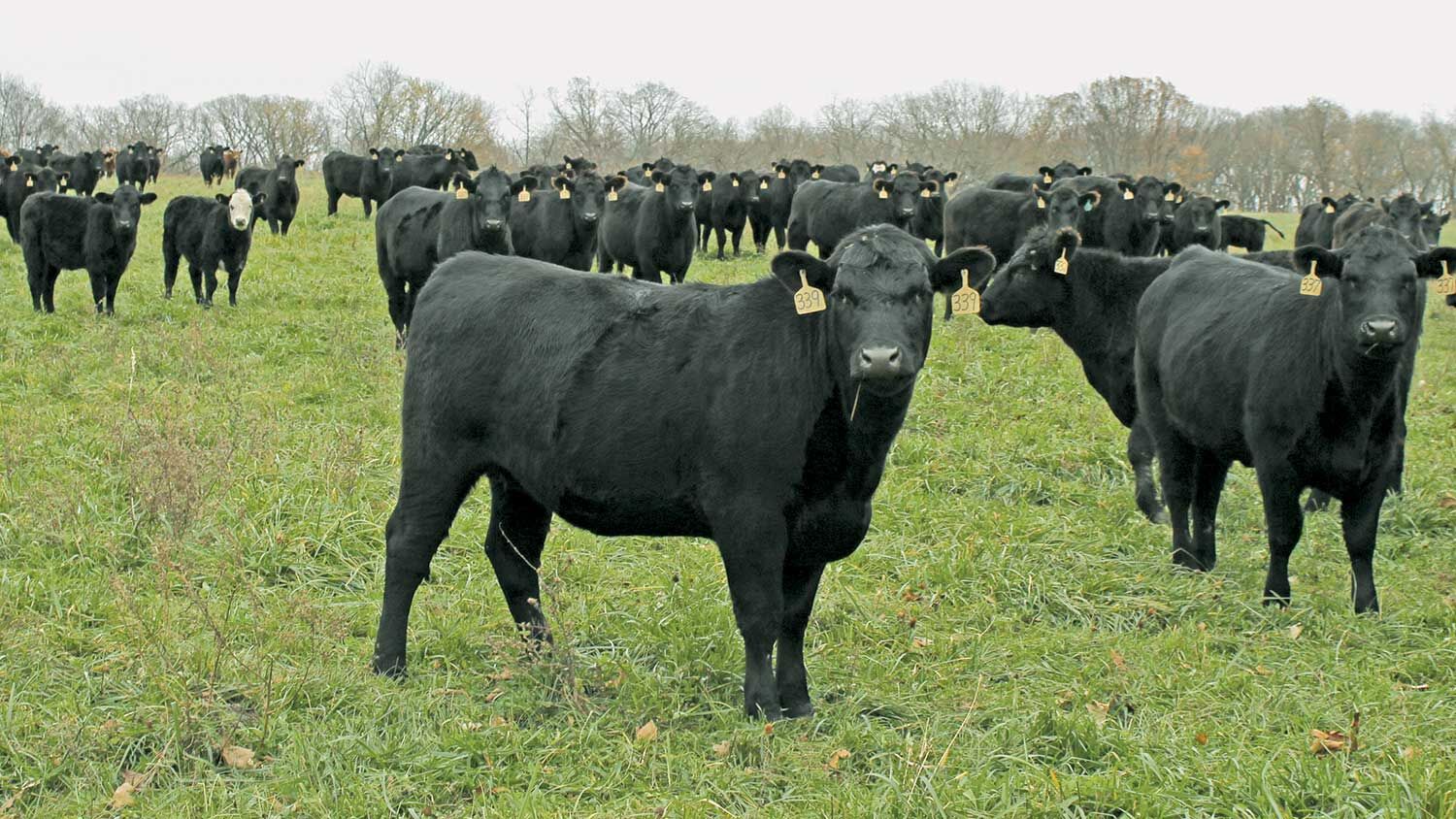 Rebuilding herd starts with rebuilding pastures