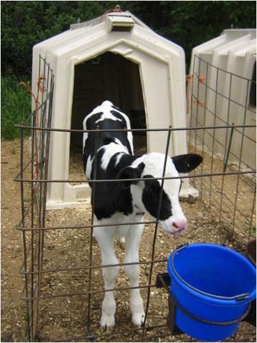 Dairy calf
