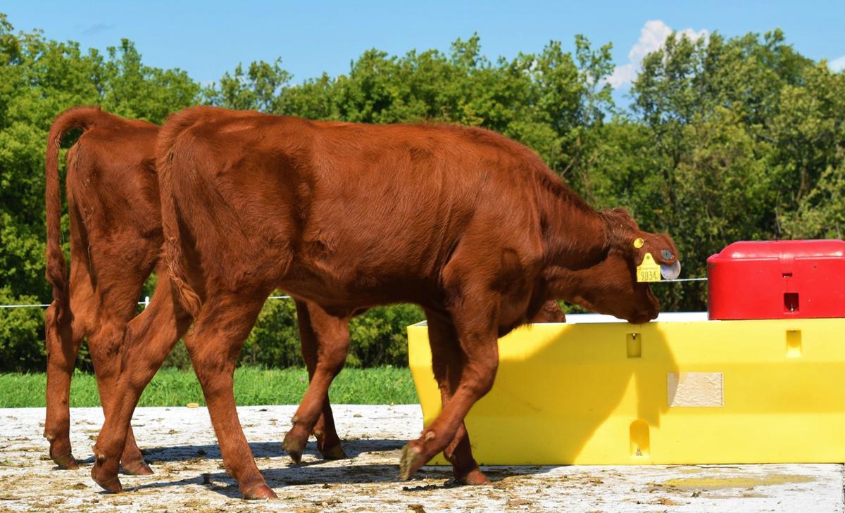 Usda Funding Helps Cattle Farm Business Agupdate Com