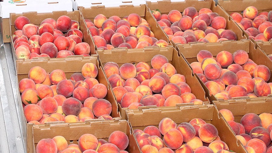 Peach harvest