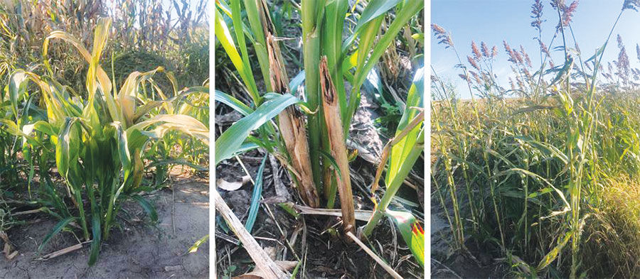 Forage Freeze