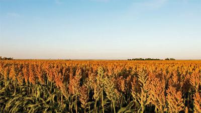 Sorghum field