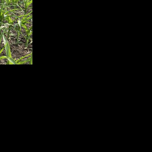 Fertilizer plant may be built near Spiritwood Energy Park