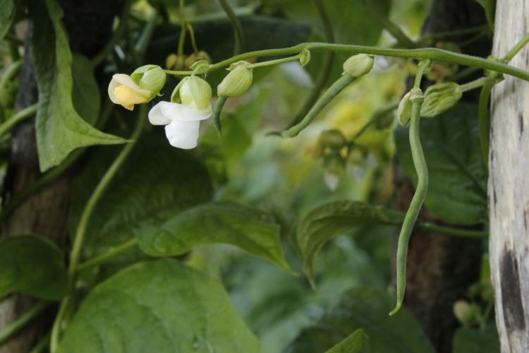 Beans