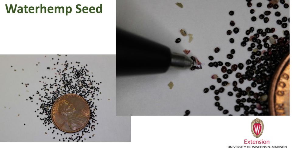 Waterhemp seeds