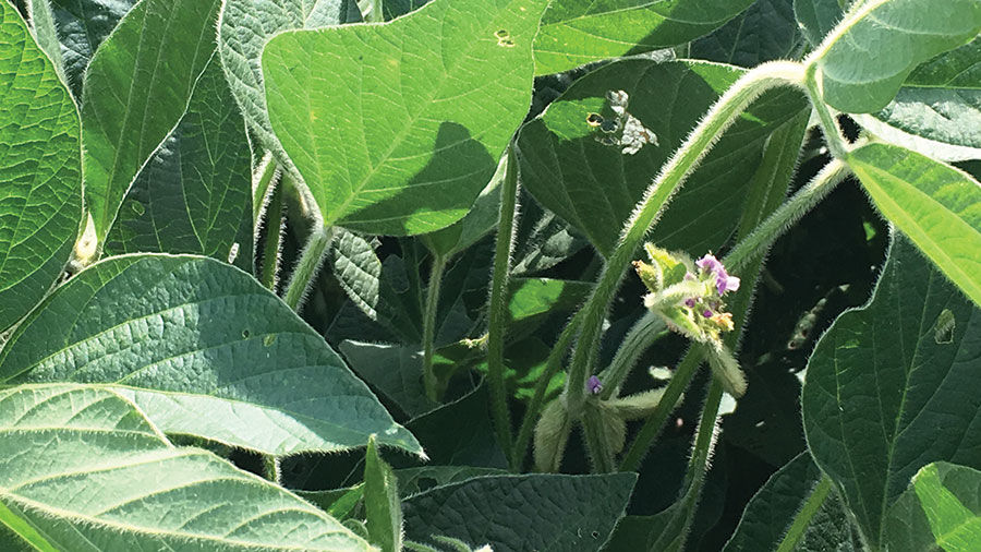 Soybeans flower in a field